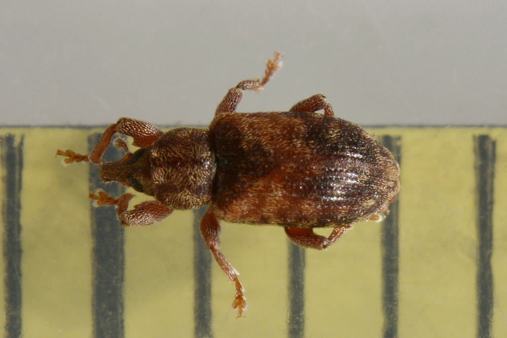 Curculionidae:  Dorytomus nebulosus